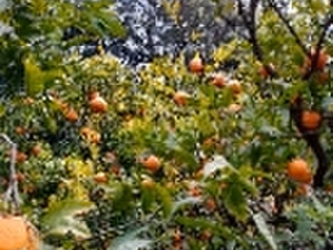 希少価値【3月～】越冬完熟！希少 高しょう系ポンカン