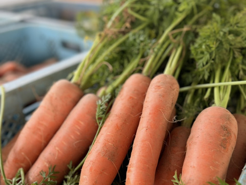 大地とつながるジェラート3種　5個セット(キャロットミルク・ピーナッツミルク・フルーツサラダ)