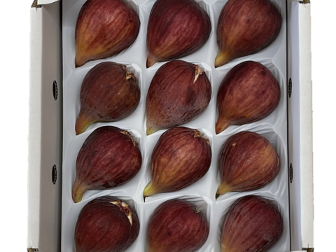 【ご家庭用】羽曳野産露地いちじく約1kg（9個or12個入り）