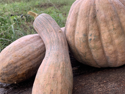草と菌、天水で育てた 島かぼちゃ（八丈島系）　3kg