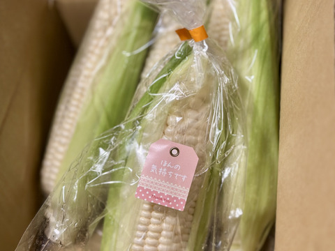 早得😀【夏ギフト】関東圏限定　収穫した日にお届け！　白い贅沢　”双葉農園の “ピュアホワイト “1kg（3〜5本）➕おまけ1本　 from 名水の里　神奈川県秦野市