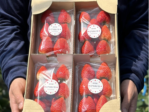 【新品種とちあいか！】糖蜜使用のこだわりいちご！(270g×4パック)