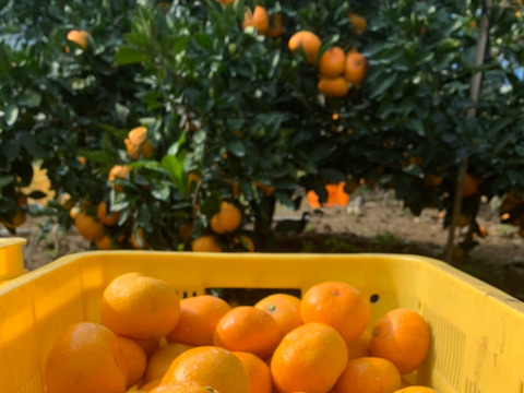 【訳あり】ご家庭用極甘みかん5kg