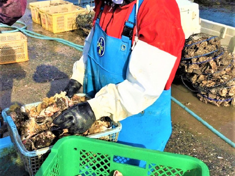【 牡蠣 】みるくがき Ｍサイズ 40個（2.8～3.6kg）  福岡県糸島産 活 牡蠣