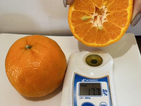 🍊日テレ話題沸騰🍊強烈な糖度を誇るジューシーな宇和島ポンカン🍊傾斜35度の崖上で収穫される希少な宇和島ブランドみかん2025年先行予約【お試しキャンペーン約1kg】