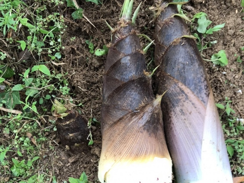 新鮮！　朝採り旬のタケノコ　３ｋｇ（２本～３本）