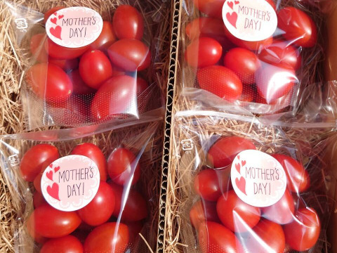 【母の日ギフト】 フルーツトマト『わにつかトマト こくあまプレミアム』【150g×4コ】はじけるジューシーな味わいの贈り物♪