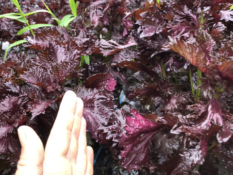 1.5kg【予約販売7月発送】農薬不使用のおいしい赤紫蘇！自然栽培！朝