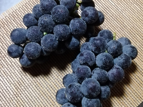 ✨🍇第一弾　2024ぶどう3種食べ比べセット🍇✨
　　　紅伊豆　・　ハニービーナス　・　巨峰
【ご家庭用・中房各１房入・計約1.3㌔位入】