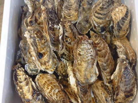 新物　バラ牡蠣　 生食可　10kg （70個から90個くらい）