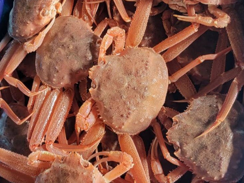 オオズワイガニ80サイズ詰めこみBOX