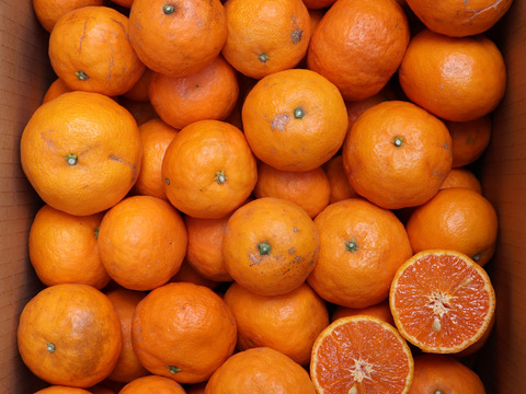 農家直送！なつみオレンジ　訳あり5kg【平武農園】和歌山｜有田｜田口｜こだわり