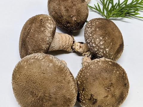 贈り物に…兵庫県産生椎茸 しいたけ小町650g：兵庫県産のシイタケ
