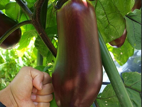 茄子好きには溜まらない！奥三河伝統野菜　天狗茄子3k（5本～8本）