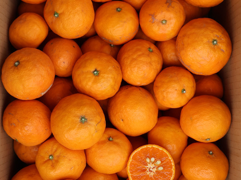 農家直送！なつみオレンジ　訳あり10kg【平武農園】和歌山｜有田｜田口｜こだわり