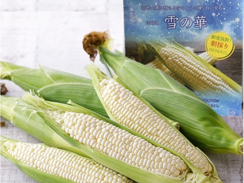 抜群の甘さ✨【10本セット 朝採り即日発送】白いとうもろこし：滋賀県
