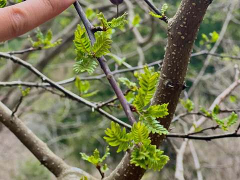 天然の木の芽（山椒の新芽）花山椒入り 30g 約300枚
