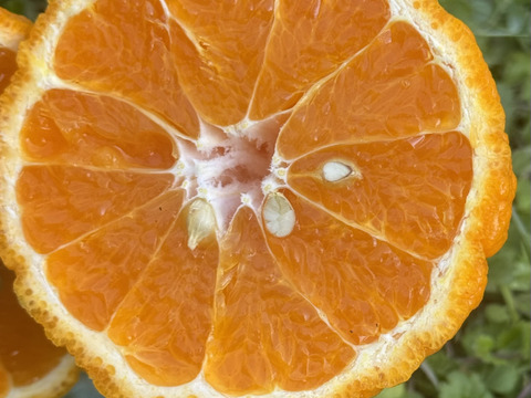 不知火（デコポン）