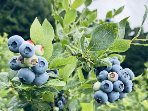 数量限定！特価！【農薬不使用】1.5キロ冷凍ブルーベリー加工用♪ たっぷり 1.5キロ！！ジャムやスムージーに🎶