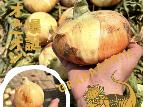 【肉厚】怪獣オニオン『玉笑ちゃん』10kg