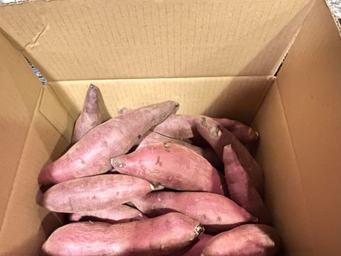 焼き芋向き選抜！紅はるか、農家こだわりキュアリング済み、２ｋｇ