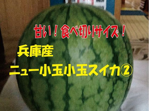 兵庫産　訳あり小玉すいか1玉（ニュー小玉）②