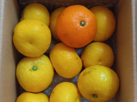 箱込約1㌔　激レア果実を出品　直七　幻の柑橘
