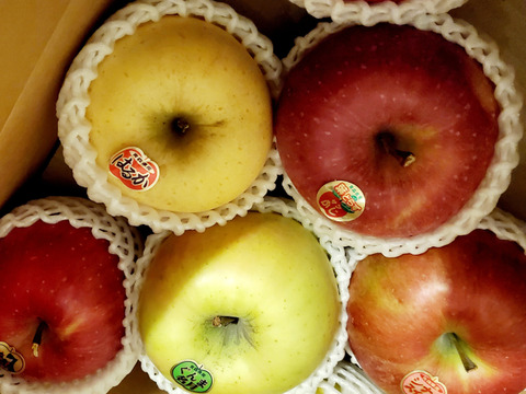 🍎いろいろ食べたい🍎もぎたてジューシー◆甘さが違う！葉とらず入り品種ミックス🍎贈答用３キロ【冬ギフト】【お歳暮】のし対応