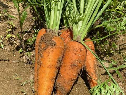 農薬・除草剤・化学肥料不使用  人参【葉っぱ付き】 1kg 【福袋2025】