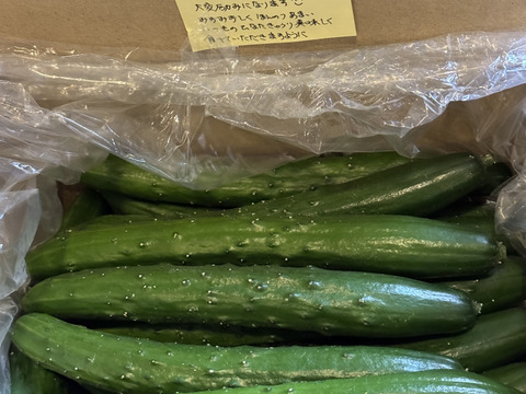 太陽のごちそう！パリッとひなたきゅうり A品2kg(箱重量込)