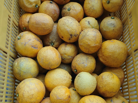 レモン　加工用5kg　【防腐剤・ワックス不使用】