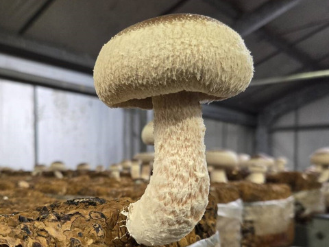 朝採れ　生しいたけ特大
