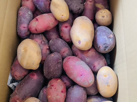 農薬化学肥料不使用‼︎今が旬！新じゃがカラフル詰め合わせ＆ローズマリー少量