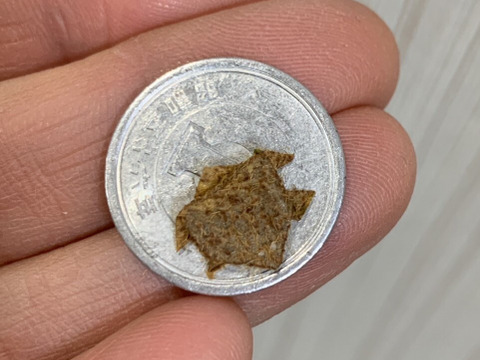 【今だけ10％増量】手でむける！甘〜いグリーンキウイフルーツ〈みつばちキウイ®〉中玉 500g+50g（5～7個）〈農薬・化学肥料不使用〉