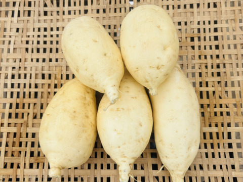 【R８シーズン予約販売】《白いサツマイモ！》茨城県産•きみまろこ•2kg•M〜2Lサイズ　土付き