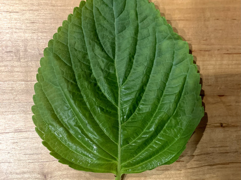 健康成分たっぷり！ハウスで育てたエゴマの葉　（500枚）