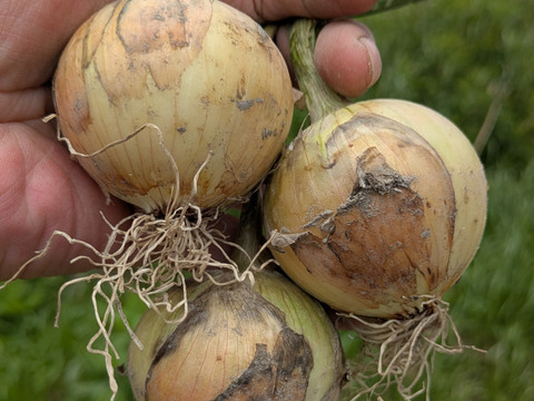 《自然栽培／食品ロス／一人暮らし》 ミニでも文句なしの方限定！ 淡路島産 人に優しい 旨味「ミニ玉ねぎ」10 kg 【2020年最優秀賞受賞／2022年SDG'sエバンジェリスト認定取得】