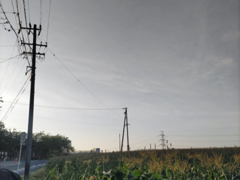 白色とうもろこし　１４本（330〜380g）