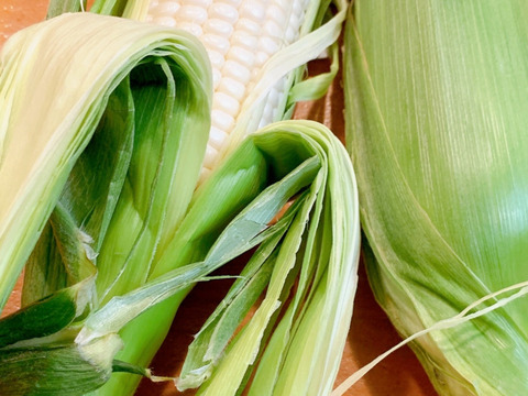 【クール便発送】 朝採り白いとうもろこし🌽 長野県軽井沢町産高原野菜 雪の妖精 新鮮とうもろこし20本セット
