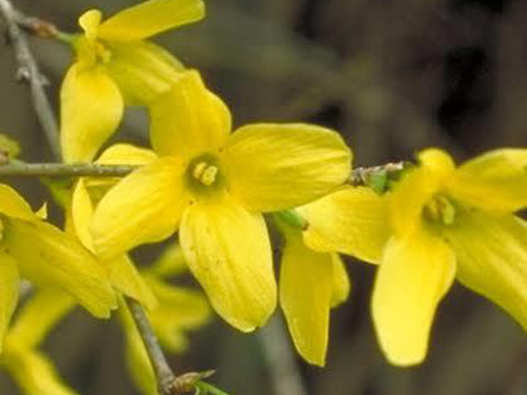【観賞用 花・植物】【レンギョウ】【約20cmポット】【内容量1ヶ】