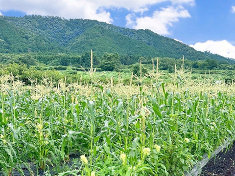 抜群の甘さ✨【10本セット　朝採り即日発送】白いとうもろこし