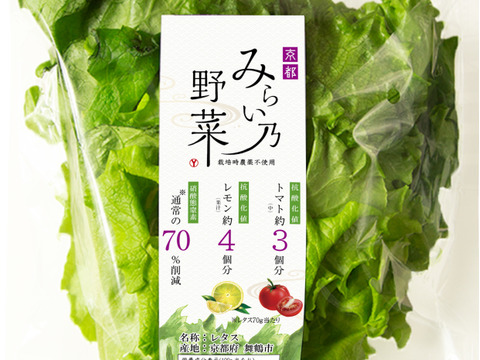 体に嬉しい!みらい乃野菜 高抗酸化値レタス【1株80~100g×8株 】水耕栽培