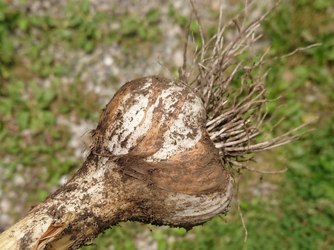 【お試し】自然栽培の手渡したくなるお任せ野菜SET（Sサイズ）