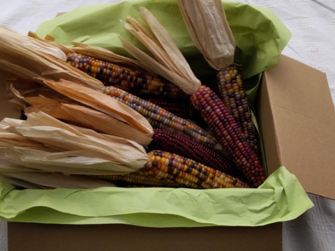 虹色に輝く宝石トウモロコシ「グラスジェムコーン（Glass Gem Corn）」6本　2025年産
観賞用です
クラフト、インテリア、リース、クラフト、撮影小物などさまざまな用途で人気があります