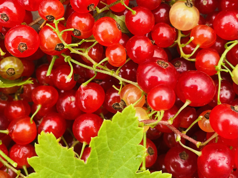 レッドルバーブとレッドカラントのジャム【相性抜群のコラボ商品】 ※まとめ買い対応