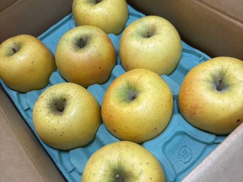 シナノゴールド💛家庭用約2.7Kg🍏青森県産　数量限定
