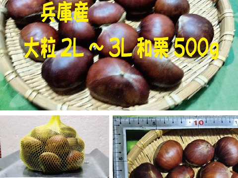 兵庫産  ホクホク 大粒2L～3L  和栗（500ｇ）