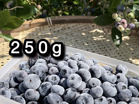 【品種：パトリオット】冷凍ブルーベリー•250g（道産自然栽培）※まとめ買い対応