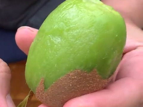 おまけ&レシピ付き！熟すと甘〜いグリーンキウイ！みつばちキウイ®中玉450g＋甘夏1個〈農薬・化学肥料不使用〉