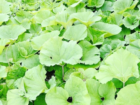 【ミケロン吉永様専用商品】天然  山フキ　2kg